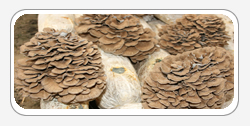 Maitake
