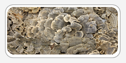 Maitake