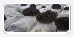 Maitake